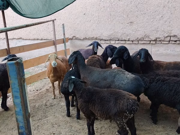نعجة, الأغنام — أوزبكستان