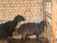 Schaf, Schafe — Foto 2