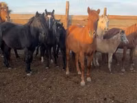 Бие, Horse breed — 2-сурет