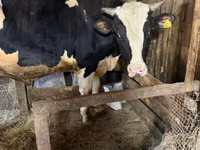 公牛, Holstein breed — 照片 1