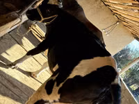 Kuh, Russian Black pied cattle — Foto 5