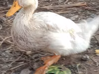 Ducks — Foto 5