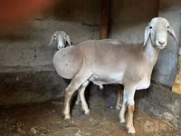 Qoʻy, Arashan sheep — 3-rasm