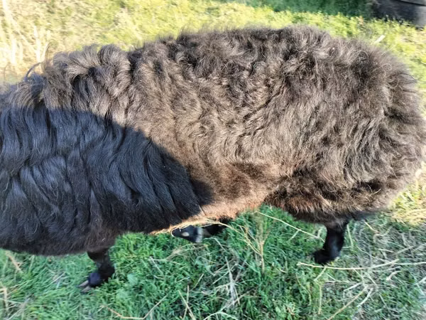 Carnero, Tian-Shan semifinewool sheep
