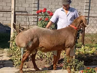 Қошқар, Arashan sheep — 2-сурет