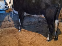 Сиыр, Latvian Blue cattle — 1-сурет