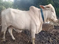 母牛, Cattle — 照片 2