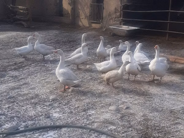 Каздар