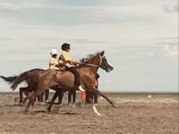 حصان, Anglo-Arabian — الصورة 1