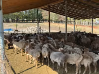 Widder, Rhon sheep — Foto 1