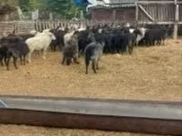 Schaf, Racka sheep — Foto 1