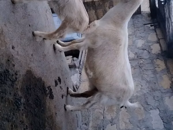 母山羊, Goats