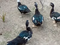 Ducks — الصورة 1