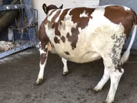 Kuh, Yaroslavl cattle — Foto 5