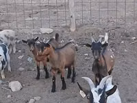 Ziegenbock, Pomellata goat — Foto 1