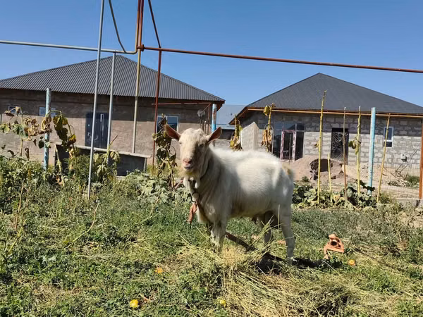 تيس, Saanen goat — كازاخستان