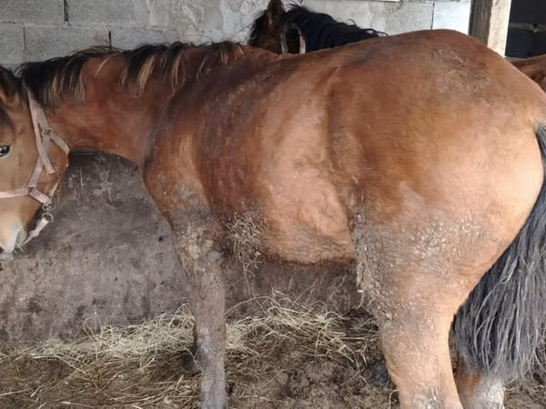 خيول (دفعة، الجنس غير محدد), Kazakh horse