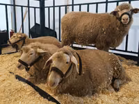 Қой, Kuibyshev sheep — 3-сурет