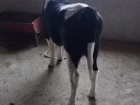 Kuh, Russian Black pied cattle — Foto 4