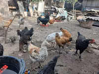 Chickens — foto 5