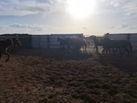 Caballos (lote, sexo no especificado), Caballos — foto 8