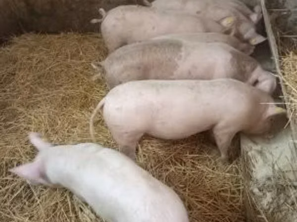 Шошқалар (топ, жынысы көрсетілмеген), Шошқалар
