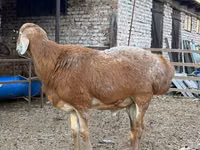 Widder, Baerchuke sheep — Foto 6