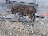 母牛, Russian Black pied cattle — 照片 4