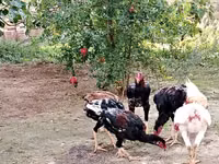 Chickens — الصورة 5