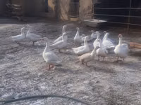 Geese — foto 1