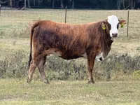 Vaca, Braford — foto 2