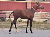 Caballo, Caballos — foto 3