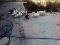 Hausente — Foto 2