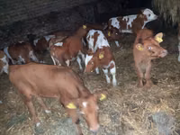 Bulle, Limousin-Kuh — Foto 4