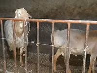 كبش, الأغنام — الصورة 6