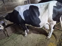 母牛, Russian Black pied cattle — 照片 5
