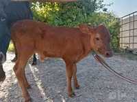 Vaca, Vaca Limousin — foto 1