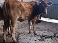 Vaca, Swiss cattle — foto 8