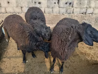 كبش, Rhon sheep — الصورة 4