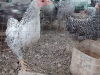 Chickens — Foto 1