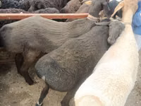 Schafe (Partie, Geschlecht nicht angegeben), Edilbay sheep — Foto 1