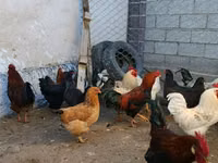 Brahma — Foto 3