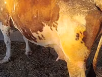 गाय, Simmental cattle — फ़ोटो 4
