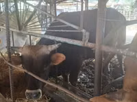 Букачар, Швиц породу — сүрөт 6