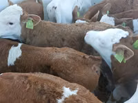 Bulle, Simmental cattle — Foto 2