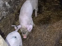 Schweine (Partie, Geschlecht nicht angegeben), Schweine — Foto 6