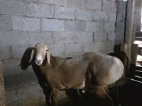 Qoʻchqor, Arashan sheep — 4-rasm