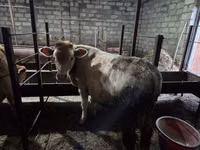 सांड, लाल-धब्बेदार नस्ल — फ़ोटो 1
