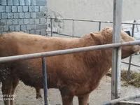公牛, Simmental cattle — 照片 5