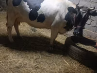 Kuh, Latvian Blue cattle — Foto 6